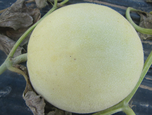 ����һ̖-��ϷN��-��ʥ��