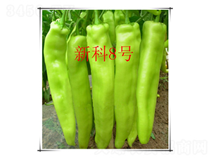 �¿�8̖(h��o)-�����N��-��ʥ��