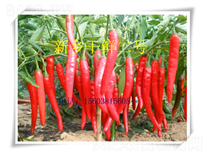 �¿Ƹ��r��̖(h��o)-�����N��-��ʥ��