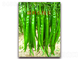 �¿��L����-�����N��-��ʥ��