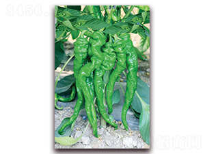 �¿��ݴ�-�����N��-��ʥ��