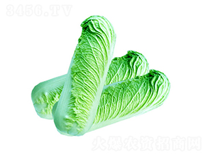 ���l(xi��ng)903-�ײ˷N��-��ʥ��