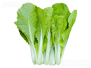 �����̖-�ײ˷N��-��ʥ��