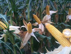 �¿�891-���׷N��-��ʥ��