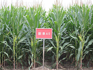 ��65-���׷N��-��ʥ��
