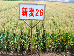 ����26-С���N��-��ʥ��