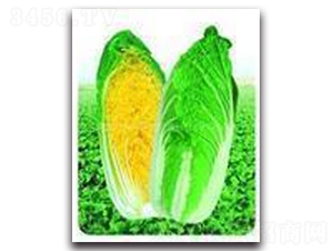 �͟����޲�-�ײ˷N��-�(y��u)�r(n��ng)�I(y��)