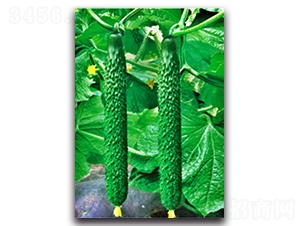 ����(j��)����һ̖(h��o)-�S�ϷN��-�(y��u)�r(n��ng)�I(y��)