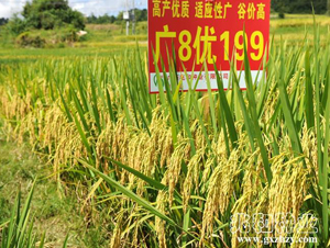 �V8��(y��u)199-ˮ���N��-�׺ͷN�I(y��)