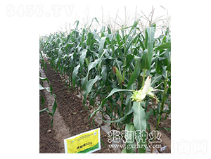 ����Ŵ525-Ŵ���׷N��-�׺ͷN�I(y��)