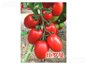 �t�_��-���ѷN��-���@�N�I(y��)