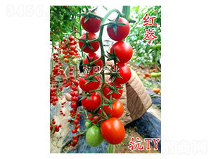 �tȭ-С���ѷN��-���@�N�I(y��)