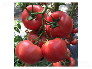 �ی�܊-���ѷN��-���@�N�I(y��)