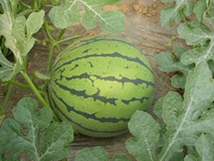 �L��һ̖-���ϷN��-�L���N��