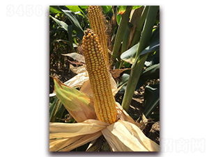 �L����̖-���׷N��-�L���N��