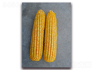 �L����̖-���׷N��-�L���N��