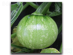 �歇�o(w��)�����-�ϹϷN��-���зN�I(y��)