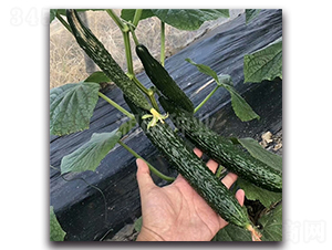 ����801-�S�ϷN��-���зN�I(y��)