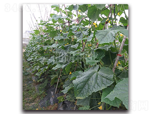 ������̖(h��o)-�S�ϷN��-���зN�I(y��)