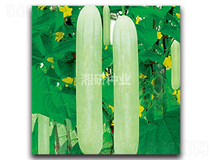 ��@ʮһ̖(h��o)-�S�ϷN��-���зN�I(y��)