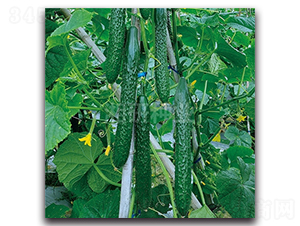 ����803-�S�ϷN��-���зN�I(y��)