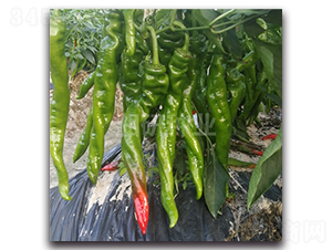 ����-�ݽz���N��-���зN�I(y��)