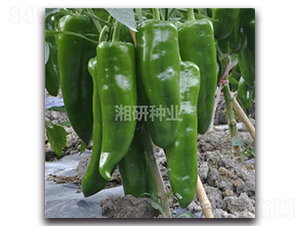 ����-�ݽ��N��-���зN�I(y��)