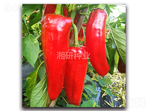 ����-�ݽ��N��-���зN�I(y��)