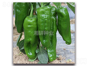 �������-�ݽ��N��-���зN�I(y��)