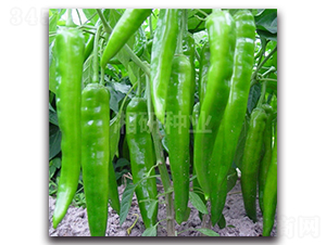 �S��21-ţ�ǽ��N��-���зN�I(y��)