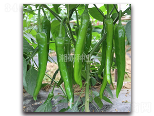 ����ʮ��̖(h��o)-ţ�ǽ��N��-���зN�I(y��)