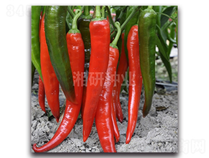 �������-ţ�ǽ��N��-���зN�I(y��)