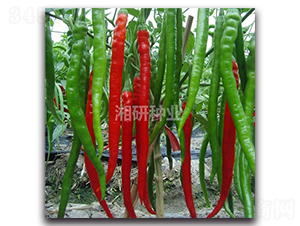 ����-�����N��-���зN�I(y��)