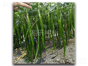 ����3406-�����N��-���зN�I(y��)