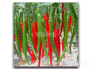 ������̖-�����N��-���зN�I(y��)