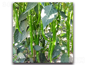 ��ʥ-�����N��-���зN�I(y��)