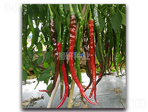 ���P-�����N��-���зN�I(y��)