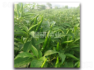 ����53-���콷�N��-���зN�I(y��)