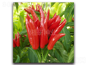 �tצ-���콷�N��-���зN�I(y��)