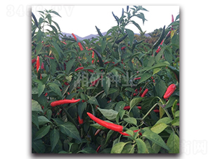 ���G��̖-���콷�N��-���зN�I(y��)