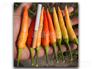 ����һ̖-���콷�N��-���зN�I(y��)