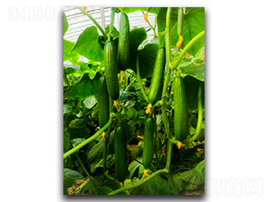 ����F1-�S�ϷN��-Ψ�r(n��ng)�N�I(y��)