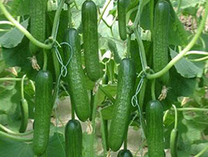 ���᠖F1-�S�ϷN��-Ψ�r(n��ng)�N�I(y��)