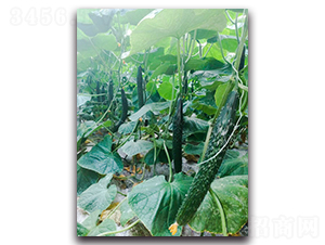 ��Gʿ5̖(h��o)F1-�S�ϷN��-Ψ�r(n��ng)�N�I(y��)