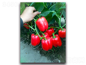 �t��-�����N��-Ψ�r(n��ng)�N�I(y��)