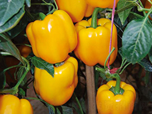 �S��F1-�����N��-Ψ�r(n��ng)�N�I(y��)