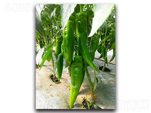 ��������F1-�����N��-Ψ�r(n��ng)�N�I(y��)