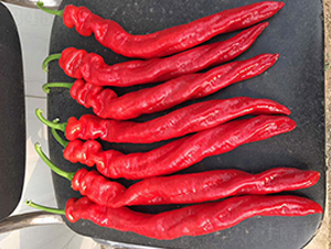 �tɼһ̖F1-�����N��-Ψ�r(n��ng)�N�I(y��)