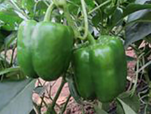 ��˹��F1-�����N��-Ψ�r(n��ng)�N�I(y��)