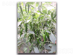 ������F1-�����N��-Ψ�r(n��ng)�N�I(y��)